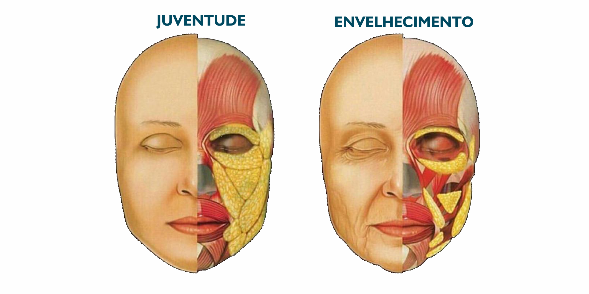 Juventude X Envelhecimento